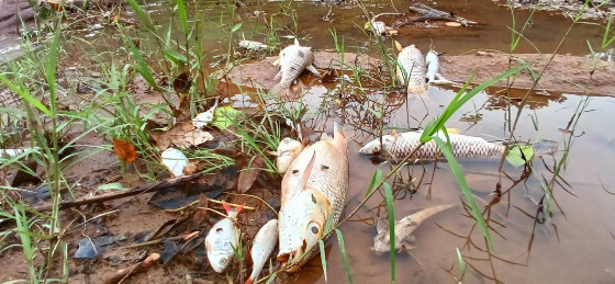 Os agrotóxicos possuem a capacidade de movimentar-se rapidamente no solo e na água.